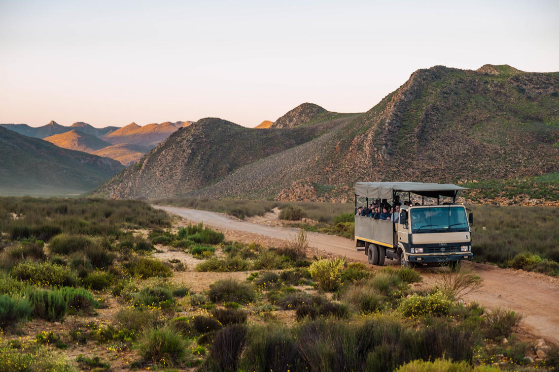 16h00: Traditional Game Drive | Meet at Pick Up Point B on the Sunset Safari Day Trip from Cape Town