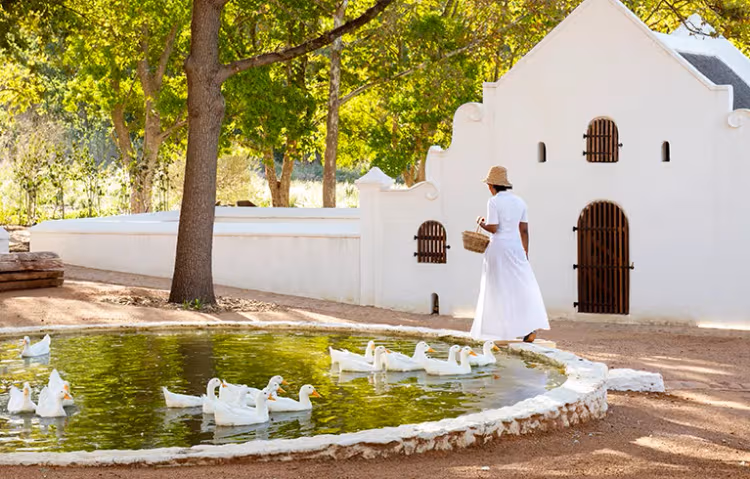Babylonstoren Estate on the Cape Winelands Private Tour | Stellenbosch & Franschhoek