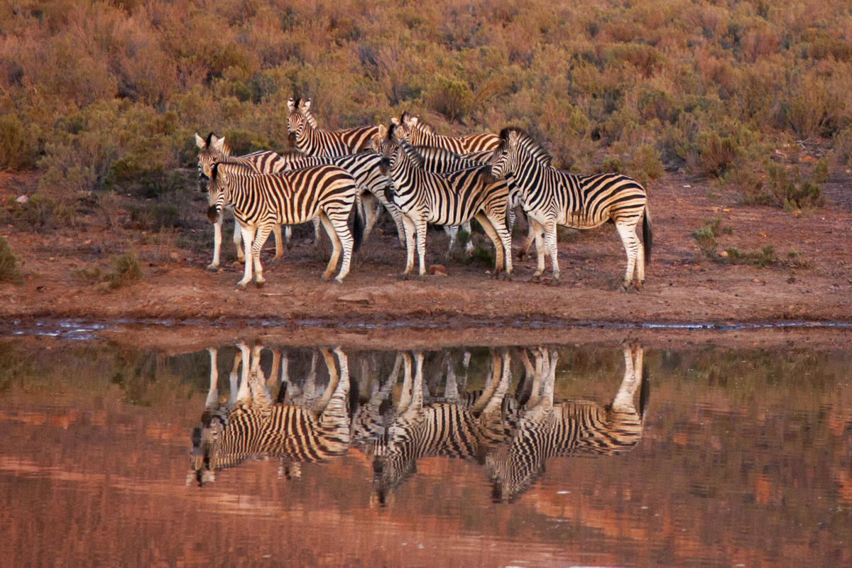 Big 5 Safari from Cape Town | Private Day Trip to Aquila